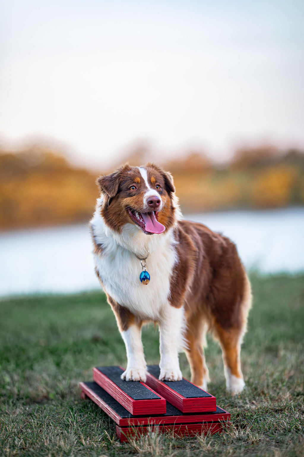 Canine Conditioning Board