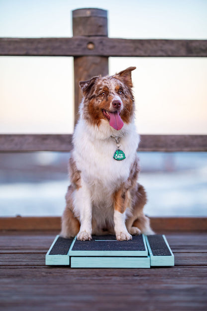 Canine Conditioning Board